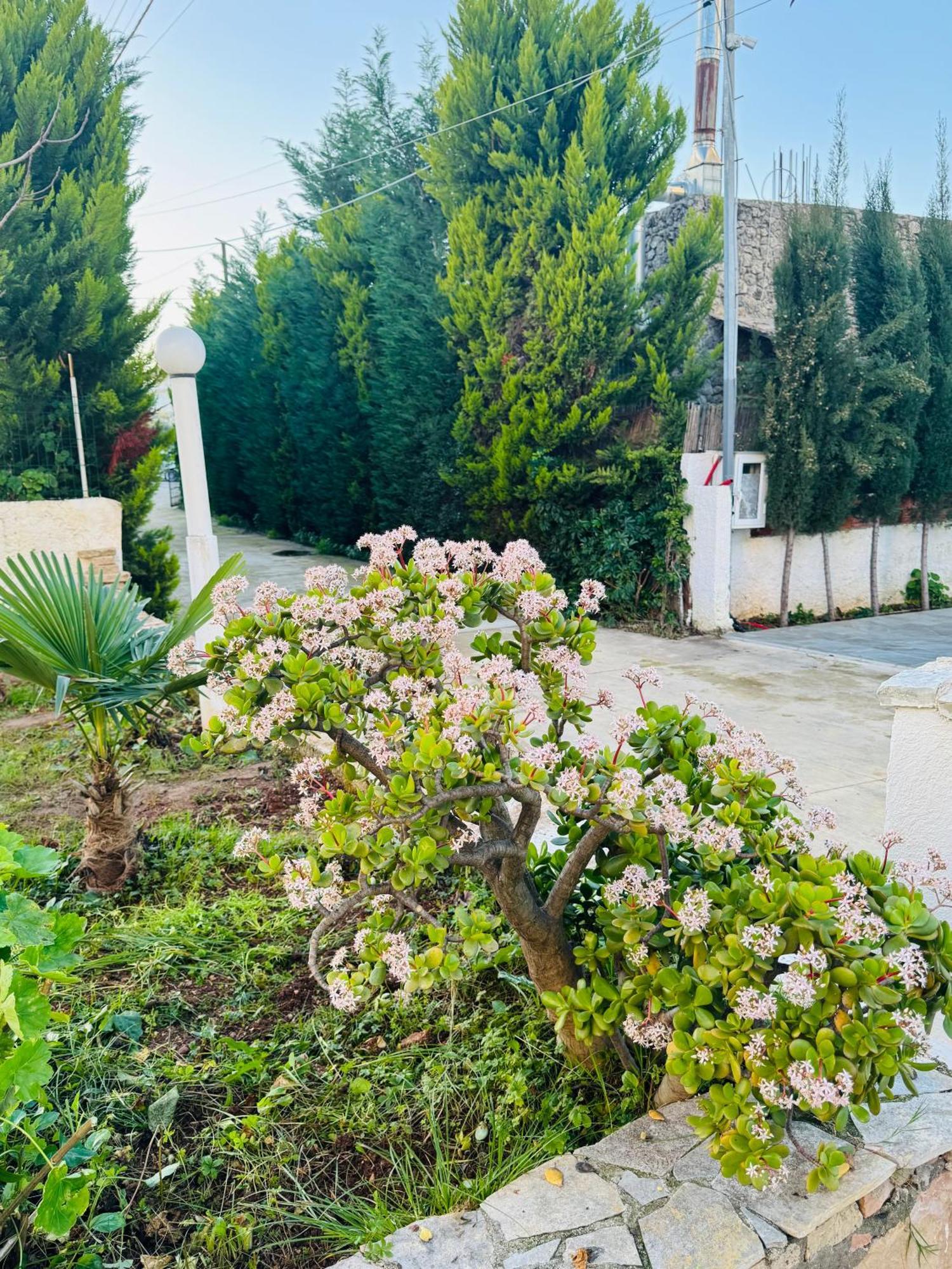 Central Garden Residence Sofia - Free Parking Ksamil Dış mekan fotoğraf